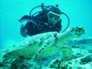 Saludando a las tortugas